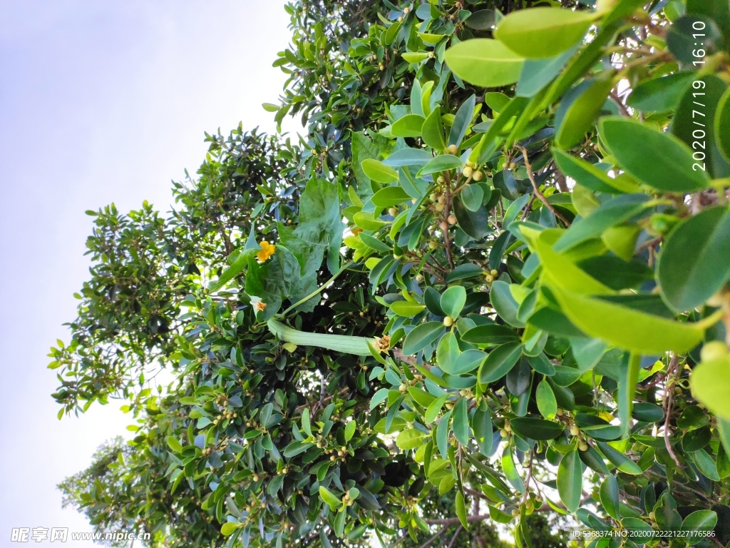 丝瓜 农家菜 种植 挂树上