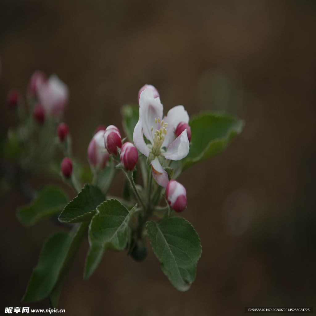 花卉