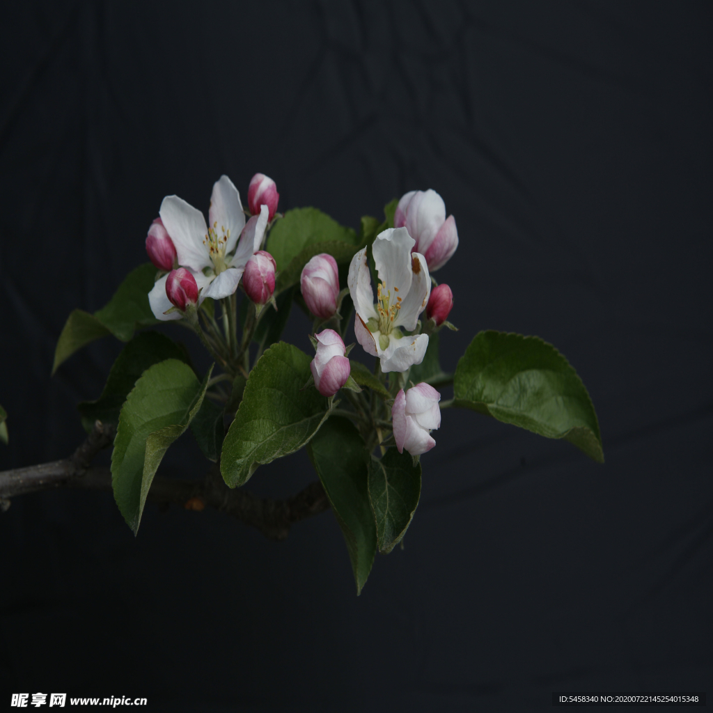 花卉