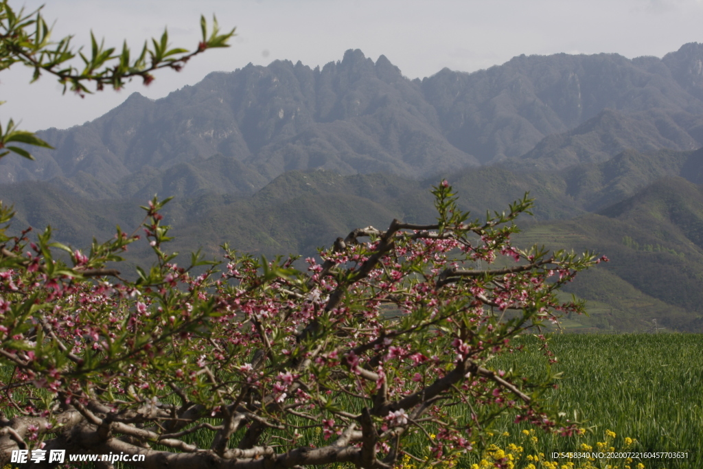 山