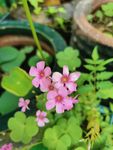 紫花
