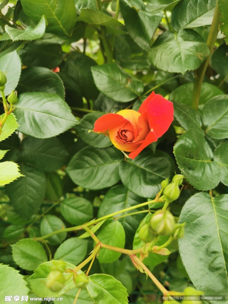花玫瑰