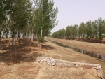 杨树