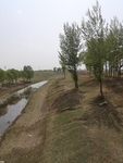 杨树