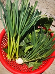 小葱
