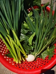小葱