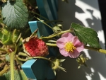 草莓花