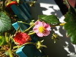草莓花
