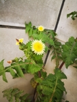 苦苣