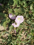 粉花