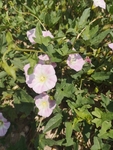 粉花