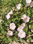 粉花