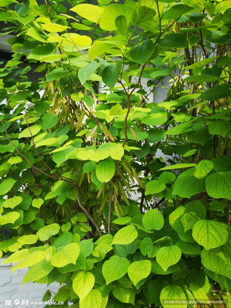 紫荆树