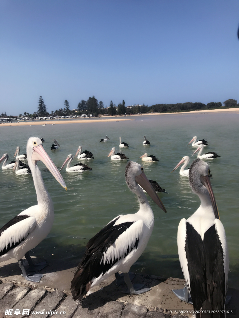 海边的鸟儿