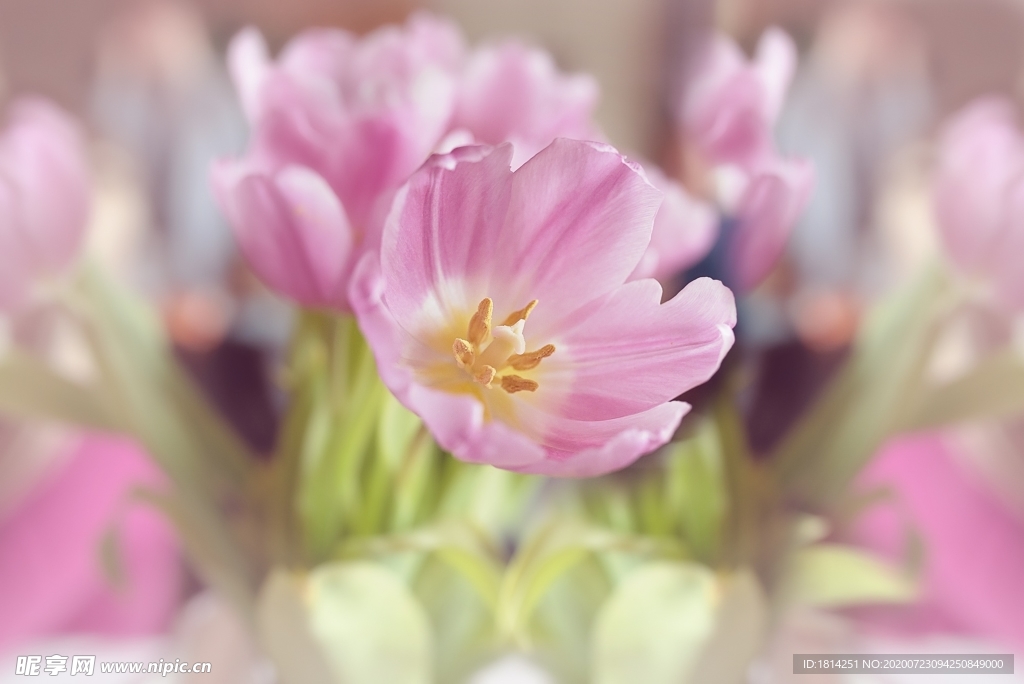 桃红色郁金香花