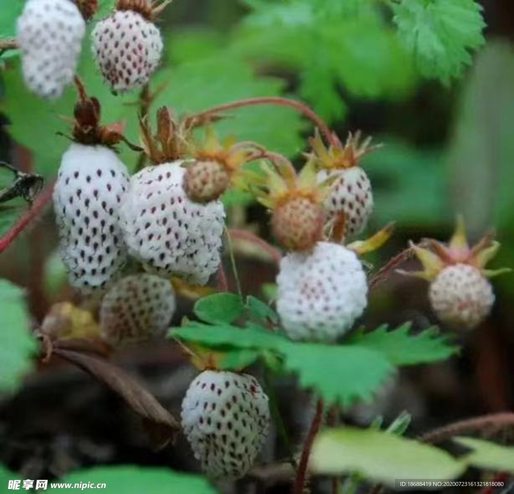 野生草莓