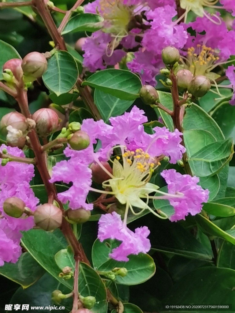 紫薇花