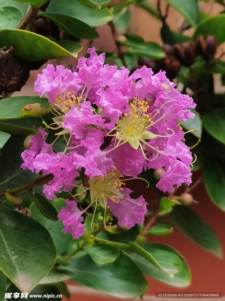 紫薇花