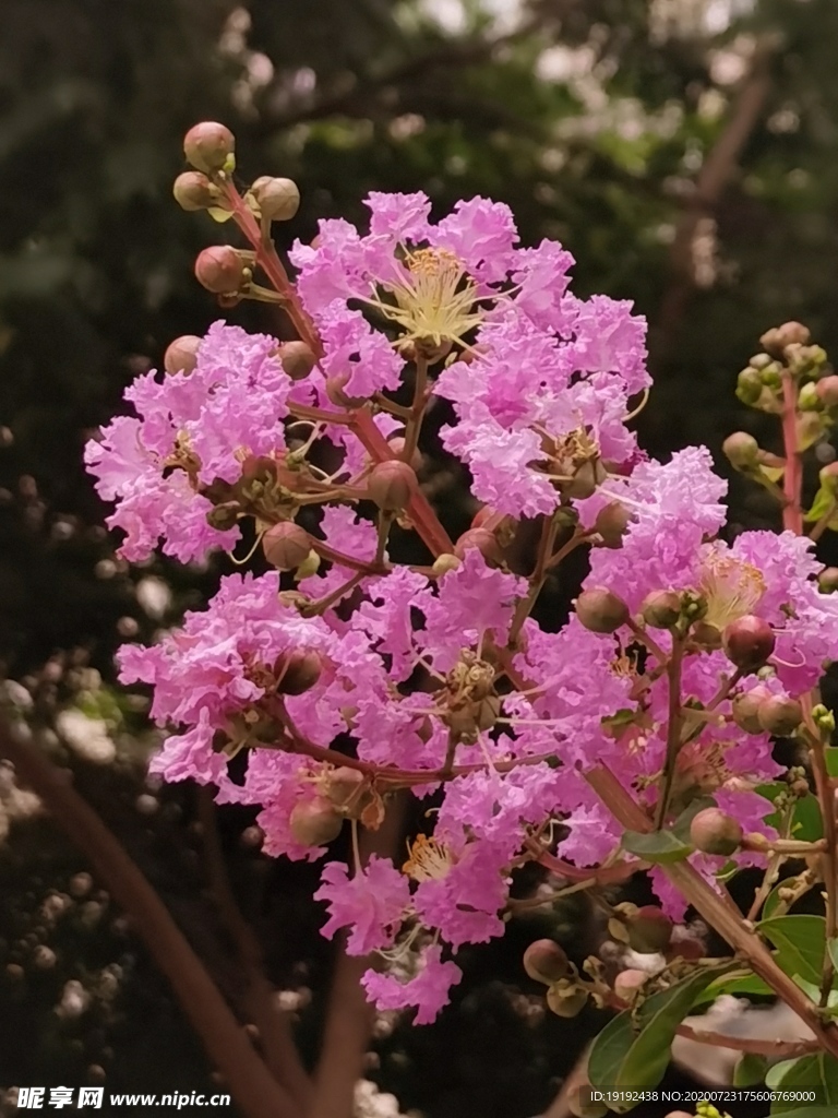 紫薇花