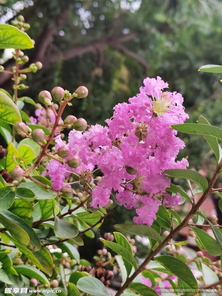 紫薇花