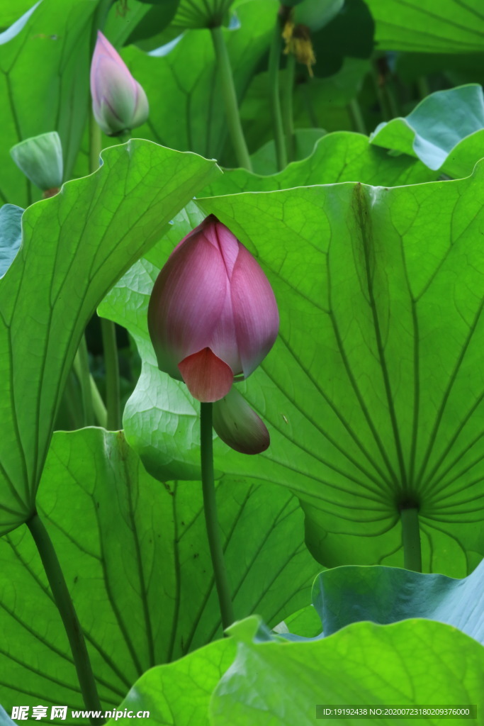 荷叶荷花