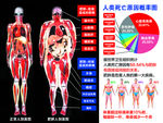 肥胖人剖面图