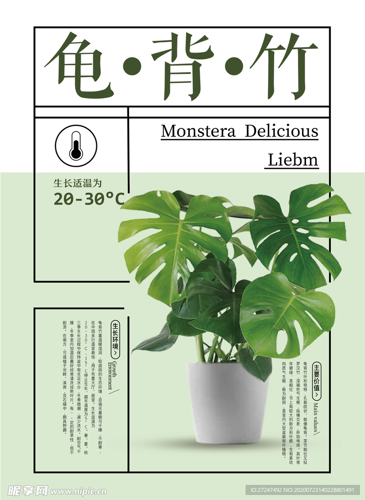 龟背竹海报
