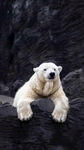 雪白的北极熊图片