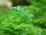 香菜