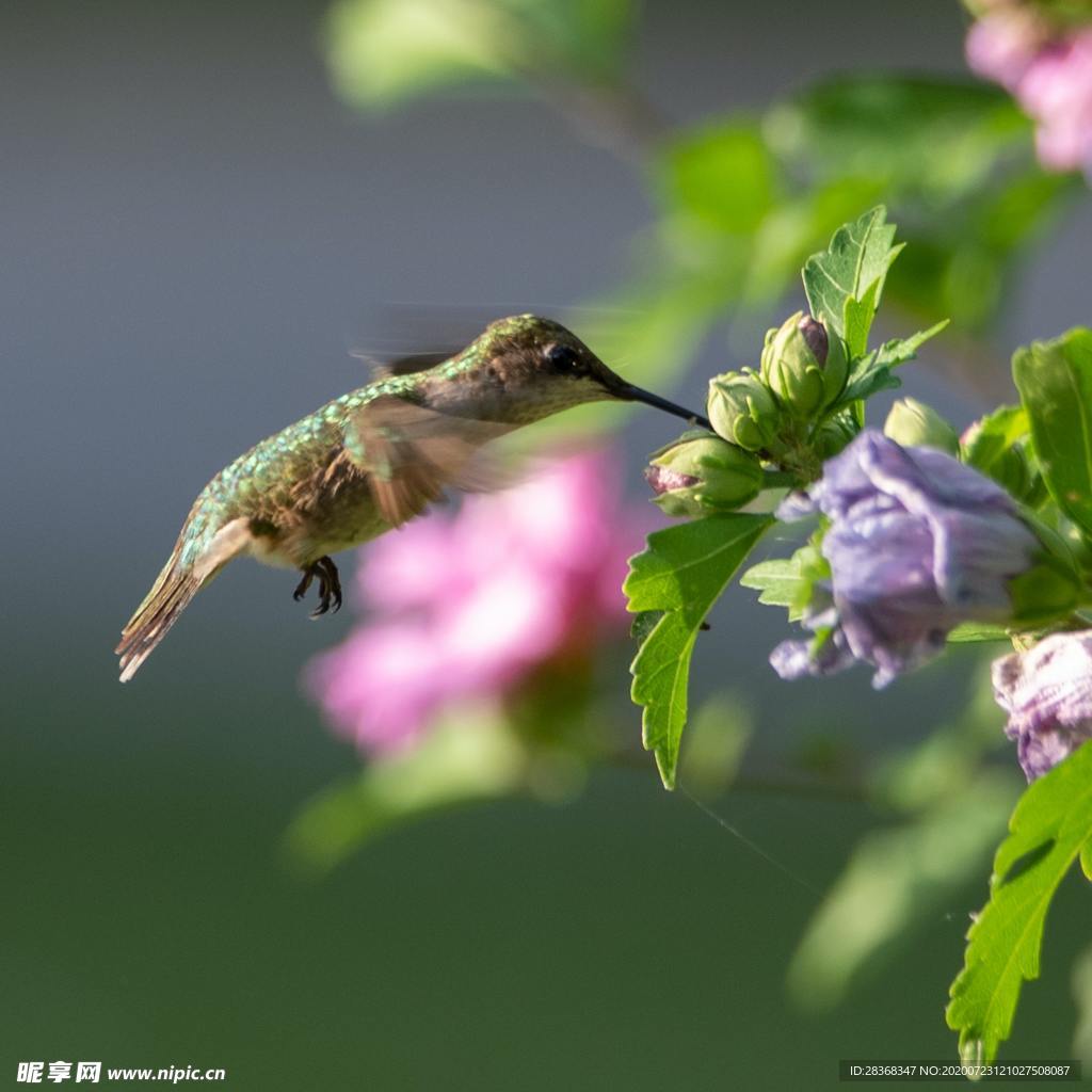 蜂鸟