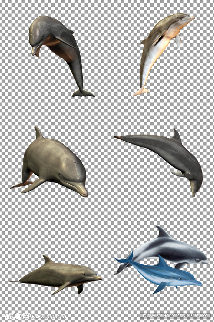 海豚