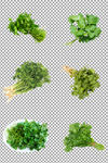 新鲜绿色香菜