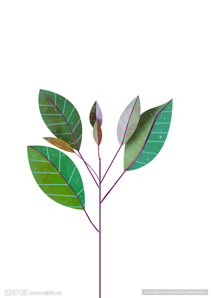 手绘植物插画