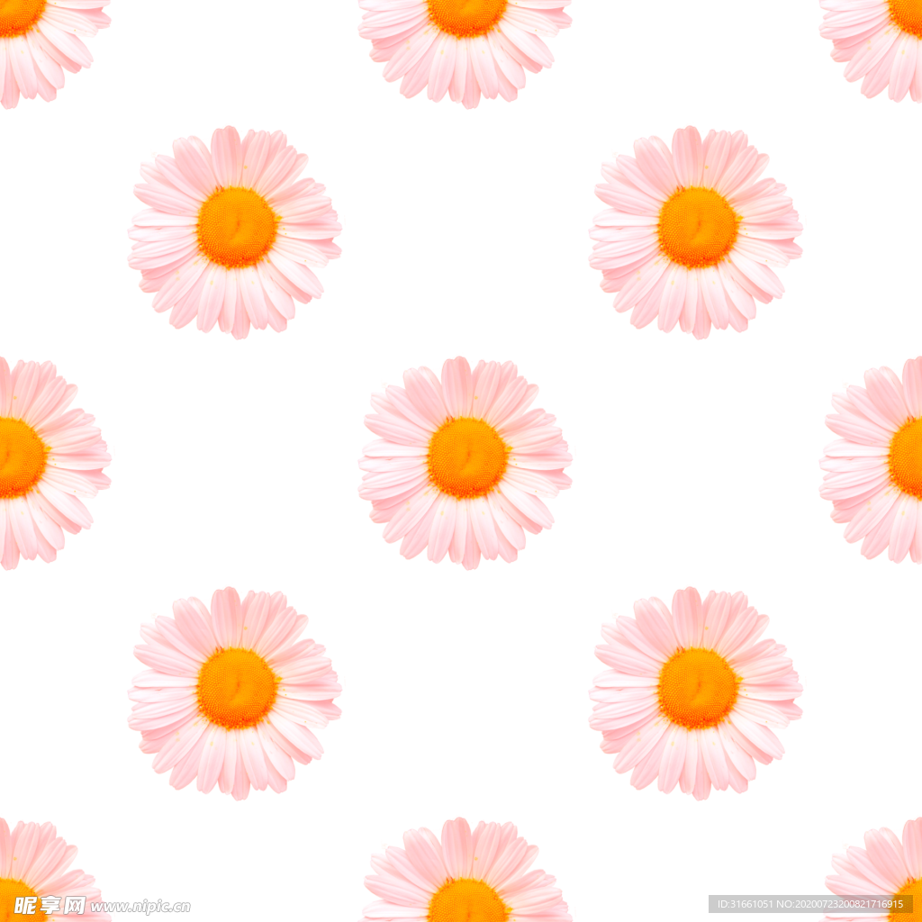 雏菊