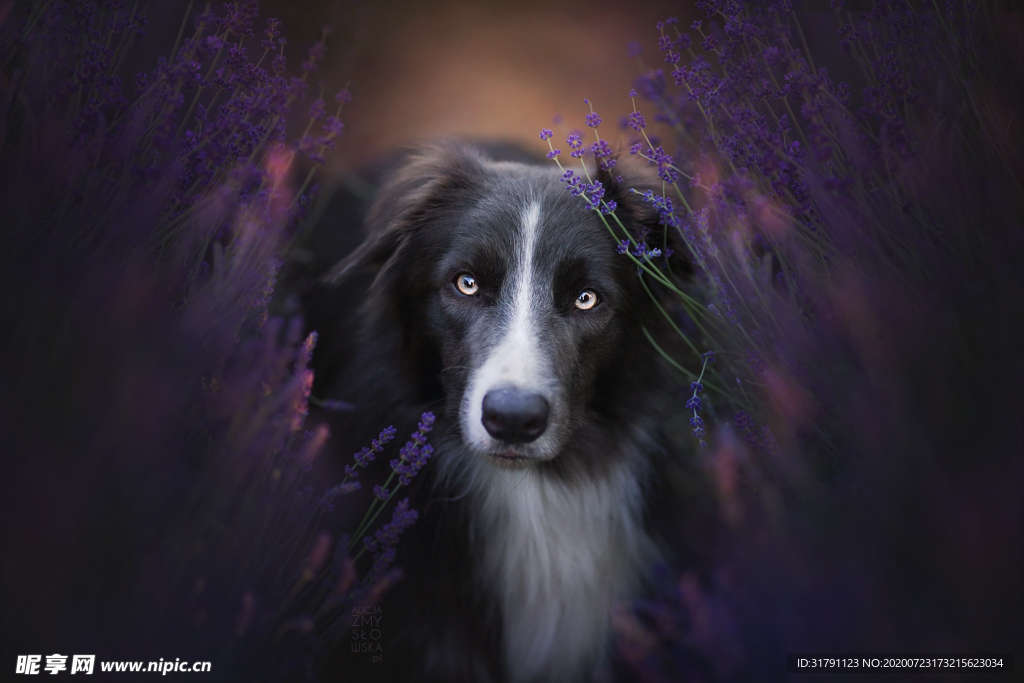 狗