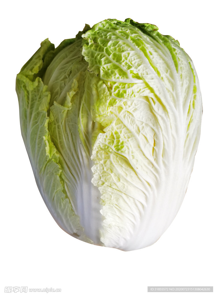 白菜