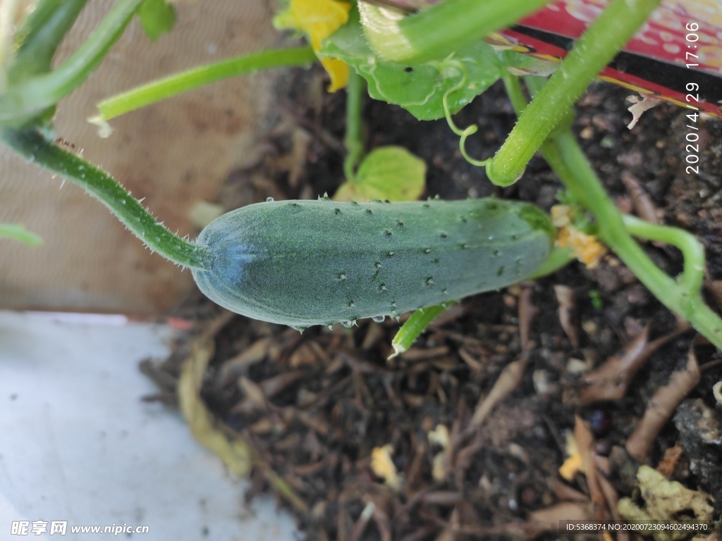 水果黄瓜 农家菜 蔬菜 瓜果