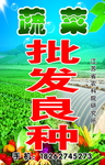 蔬菜批发良种