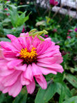 百日菊