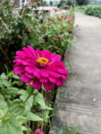 百日菊