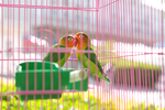 鸟