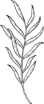 树枝素描