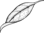叶子素描