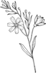 花朵素描