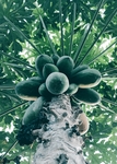 木瓜