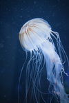 水母 海洋生物