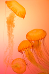 水母 海洋生物