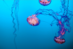 水母 海洋生物