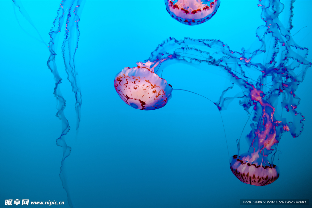 水母 海洋生物