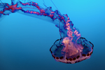 水母 海洋生物